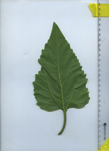 leafbottom