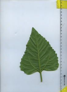 leafbottom