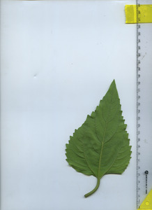 leafbottom