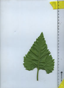 leafbottom