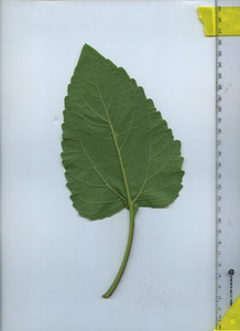 leafbottom