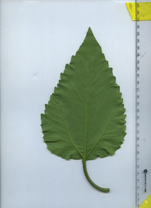 leafbottom