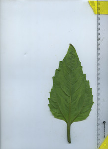 leafbottom