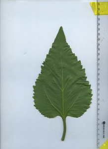 leafbottom