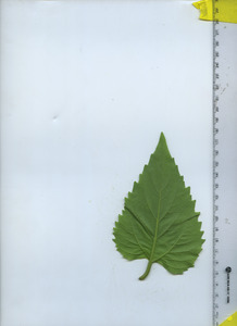 leafbottom