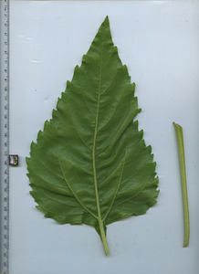 leafbottom