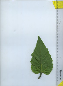 leafbottom