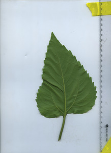 leafbottom