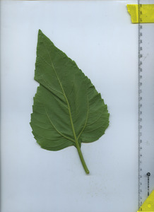 leafbottom