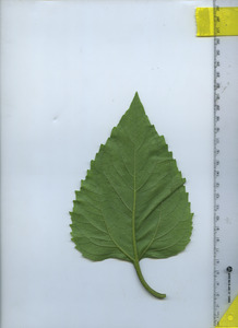 leafbottom