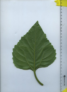 leafbottom