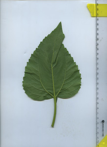 leafbottom