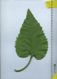 leafbottom
