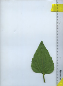 leafbottom