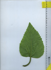 leafbottom