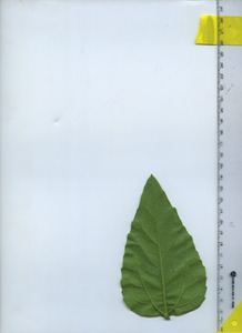 leafbottom