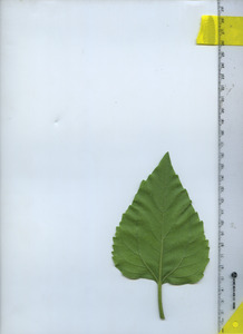 leafbottom