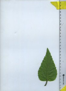 leafbottom