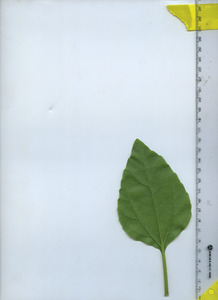 leafbottom