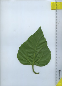 leafbottom