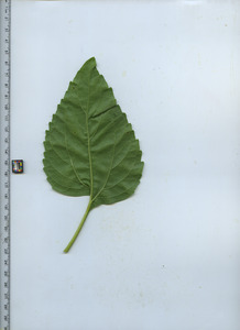 leafbottom