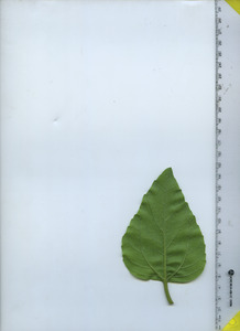leafbottom
