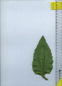 leafbottom