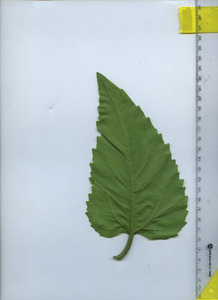 leafbottom