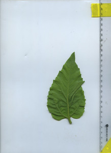 leafbottom