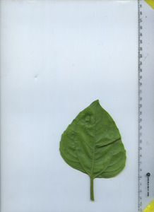 leafbottom