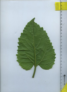 leafbottom