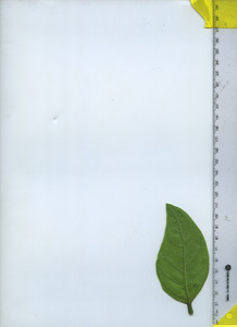 leafbottom