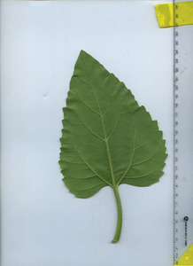 leafbottom