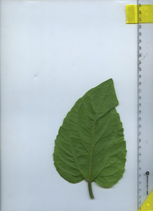 leafbottom