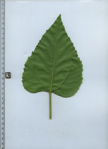 leafbottom