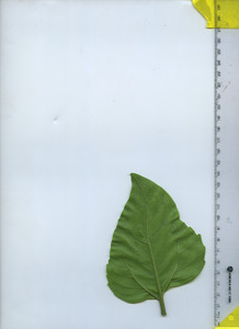 leafbottom