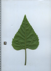 leafbottom