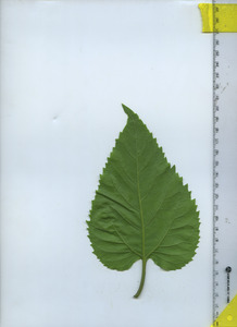 leafbottom