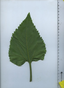 leafbottom