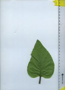 leafbottom