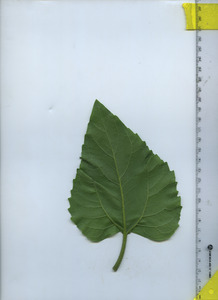 leafbottom