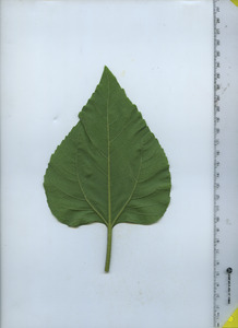 leafbottom