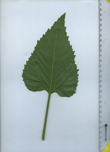 leafbottom