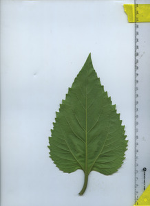 leafbottom