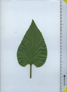leafbottom