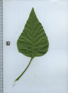 leafbottom