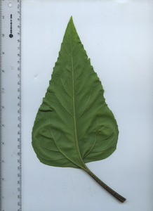 leafbottom