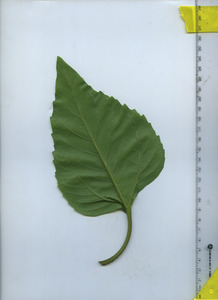 leafbottom