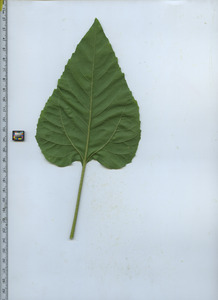 leafbottom