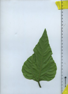 leafbottom